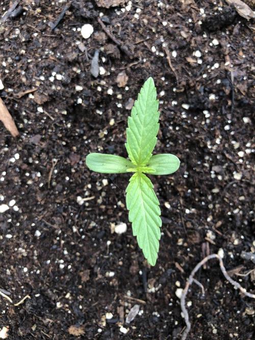 Pine Auto Outdoor Spring 26'. Week 0