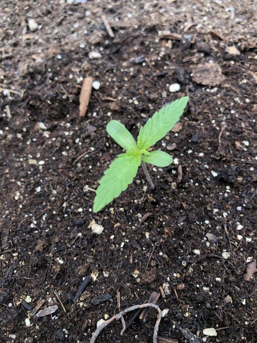 Pine Auto . Week 0