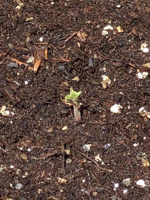 Big Jack Auto Outdoor Spring 26'. Week 0
