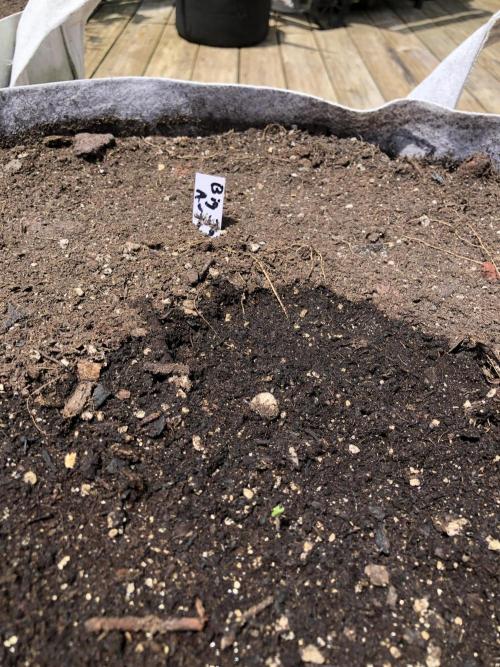 Big Jack Auto Outdoor Spring 26'. Week 0