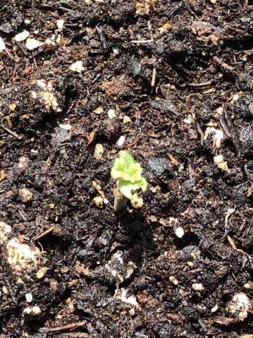 Big Jack Auto Outdoor Spring 26'. Week 0