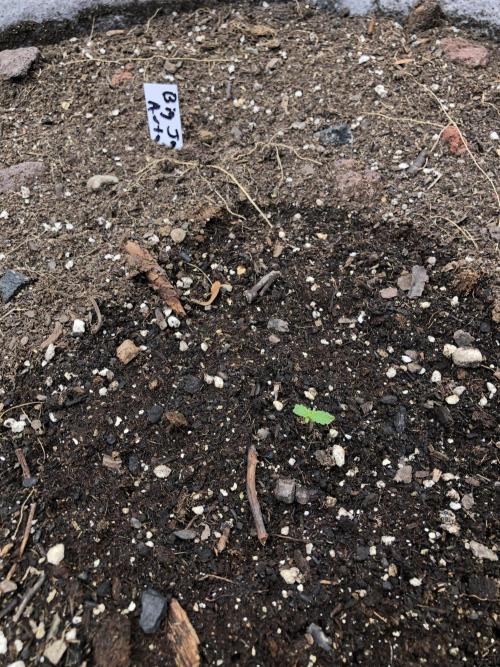Big Jack Auto Outdoor Spring 26'. Week 0