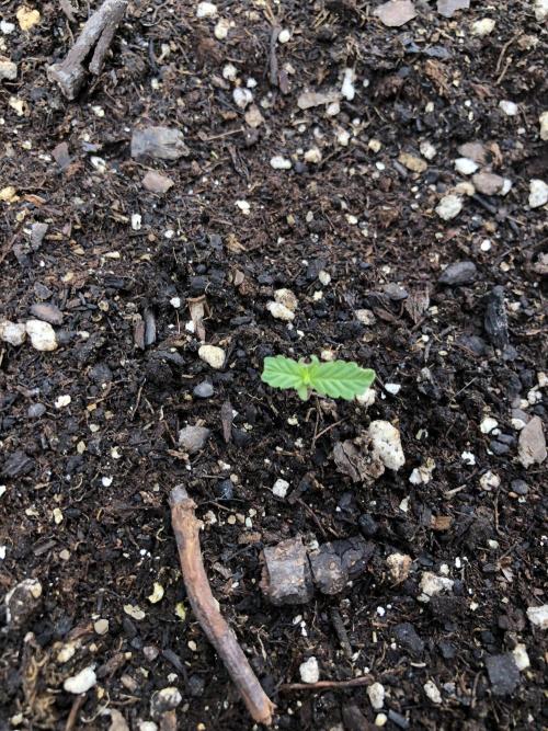 Big Jack Auto Outdoor Spring 26'. Week 0
