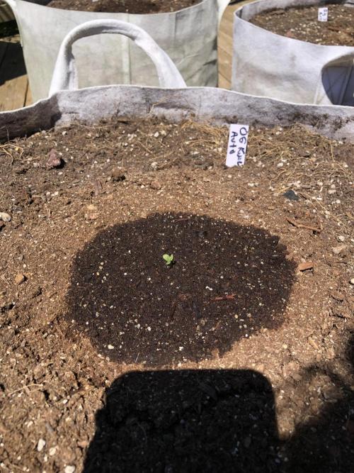OG Kush Auto Outdoor Spring 26". Week 0