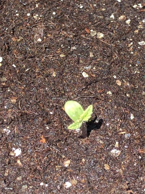 OG Kush Auto Outdoor Spring 26". Week 0