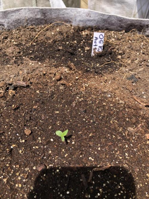 OG Kush Auto Outdoor Spring 26". Week 0