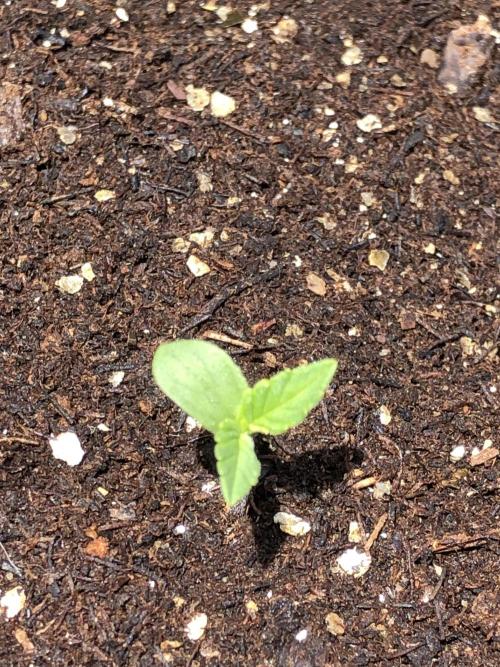 OG Kush Auto Outdoor Spring 26". Week 0