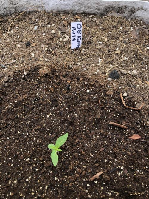 OG Kush Auto Outdoor Spring 26". Week 0