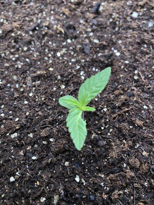 OG Kush Auto Outdoor Spring 26". Week 0