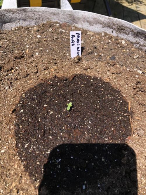 Maui Wowie Auto Outdoor Spring 26'. Week 0