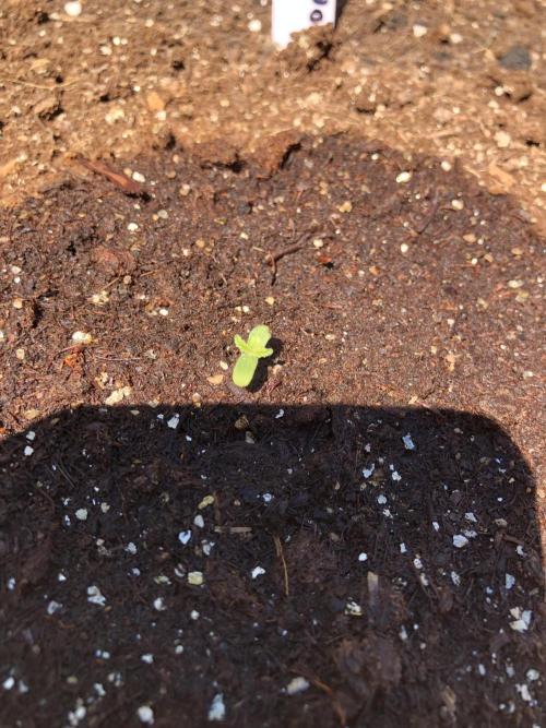 Maui Wowie Auto Outdoor Spring 26'. Week 0