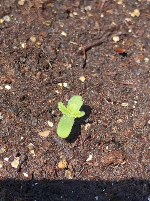 Maui Wowie Auto Outdoor Spring 26'. Week 0