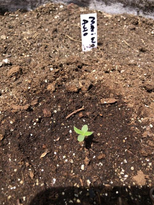 Maui Wowie Auto Outdoor Spring 26'. Week 0