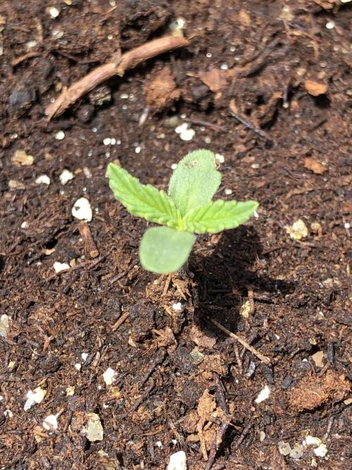 Maui Wowie Auto Outdoor Spring 26'. Week 0