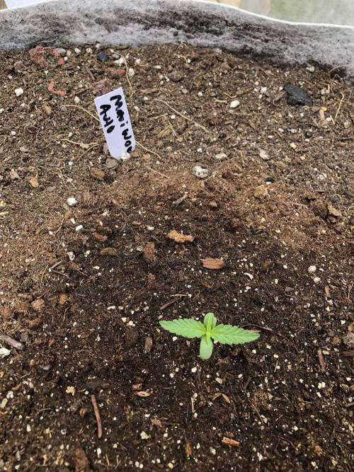 Maui Wowie Auto Outdoor Spring 26'. Week 0