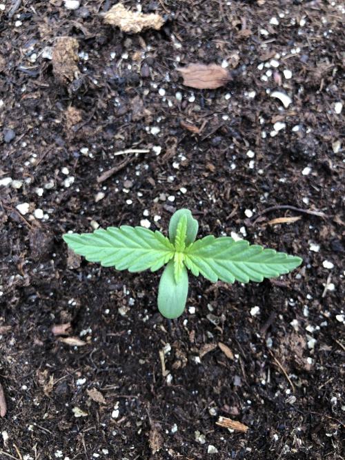 Maui Wowie Auto Outdoor Spring 26'. Week 0