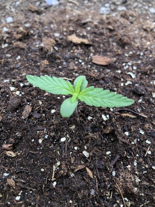 Maui Wowie Auto Outdoor Spring 26'. Week 0