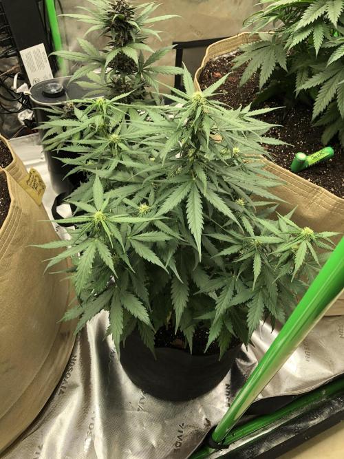 Gorilla Auto Fast Buds Indoor Spring 26. Week 6