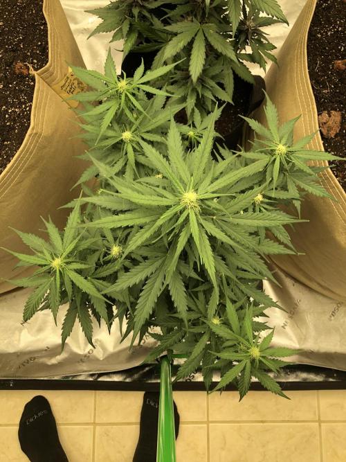 Gorilla Auto Fast Buds Indoor Spring 26. Week 6