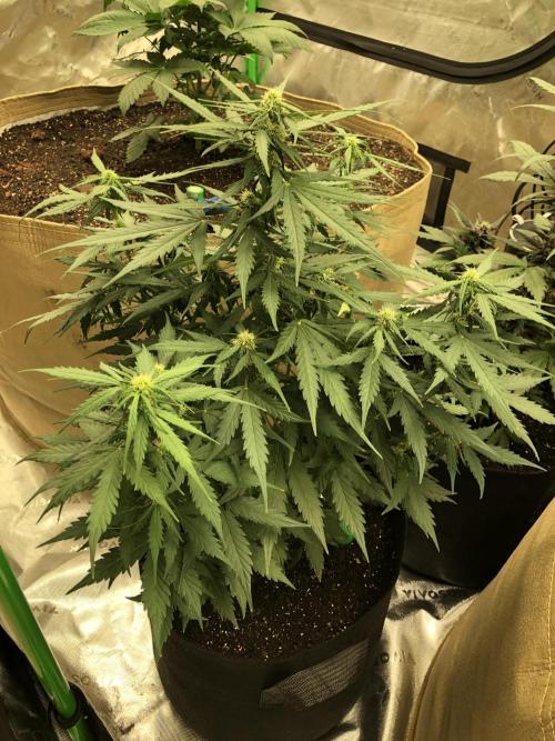 Gorilla Auto Fast Buds Indoor Spring 26. Week 6