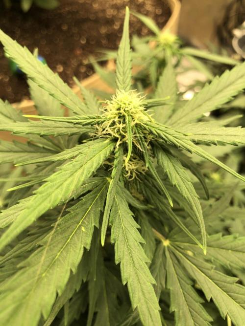 Gorilla Auto Fast Buds Indoor Spring 26. Week 6