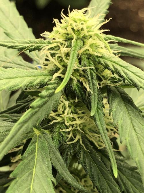 Gorilla Auto Fast Buds Indoor Spring 26. Week 6
