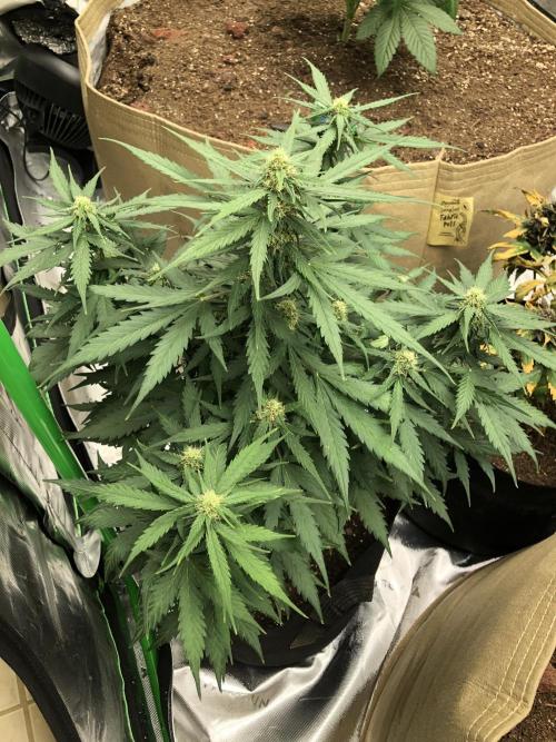 Gorilla Auto Fast Buds Indoor Spring 26. Week 6