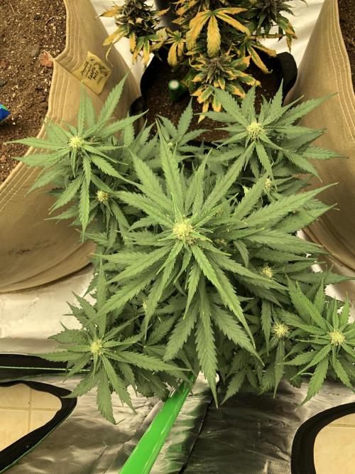 Gorilla Auto Fast Buds Indoor Spring 26. Week 6
