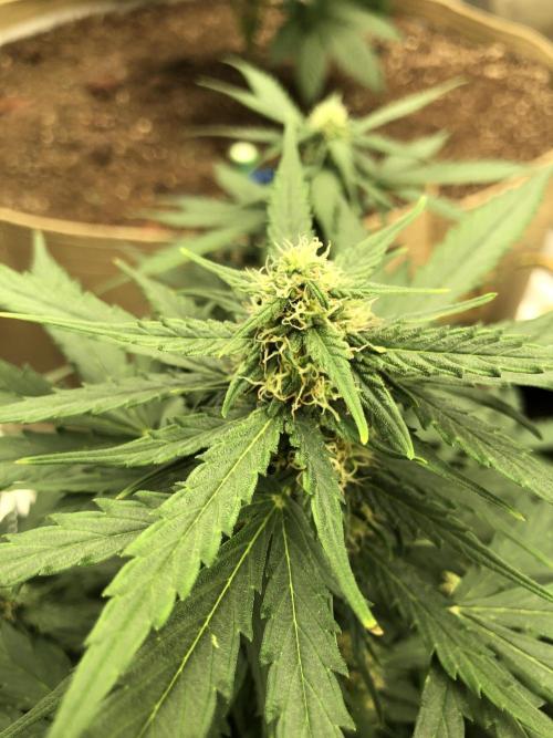 Gorilla Auto Fast Buds Indoor Spring 26. Week 6