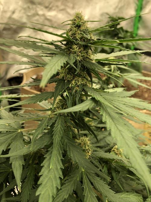 Gorilla Auto Fast Buds Indoor Spring 26. Week 6