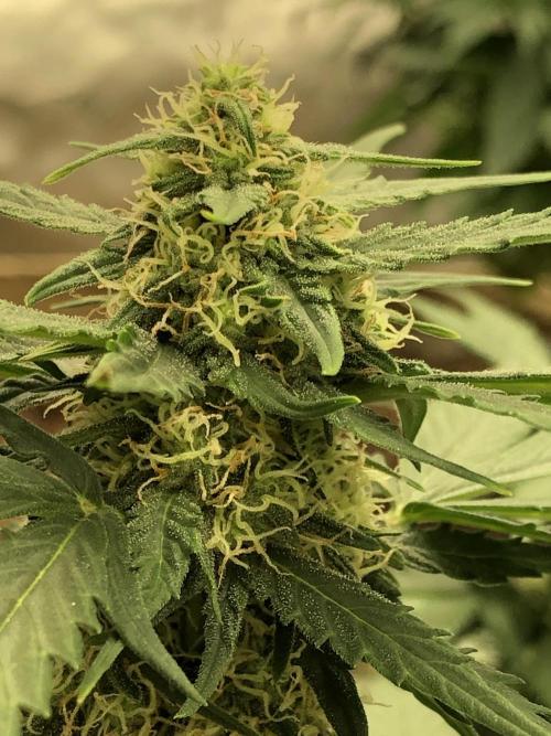Gorilla Auto Fast Buds Indoor Spring 26. Week 6