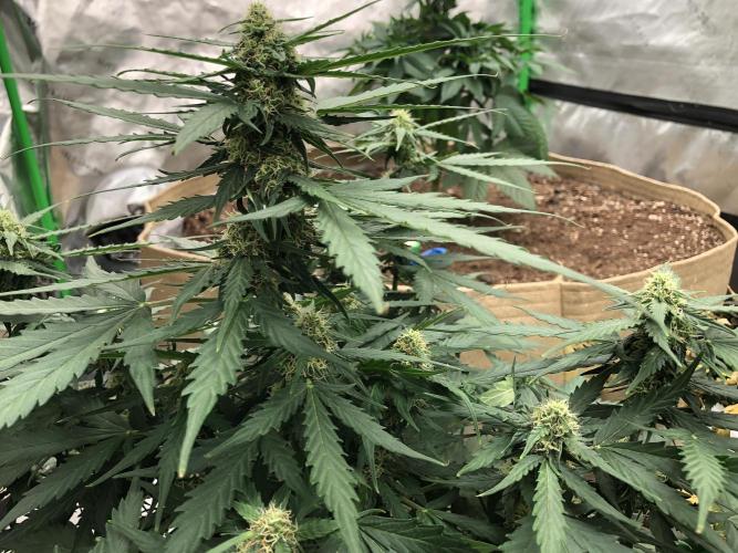 Gorilla Auto. Week 6