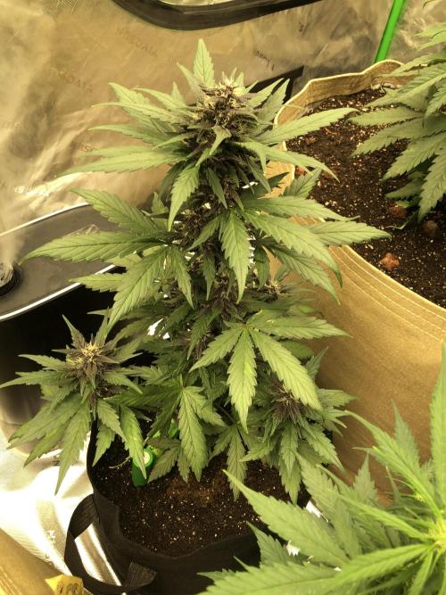 LSD-25 Auto Fast Buds Indoor Spring 26. Week 6
