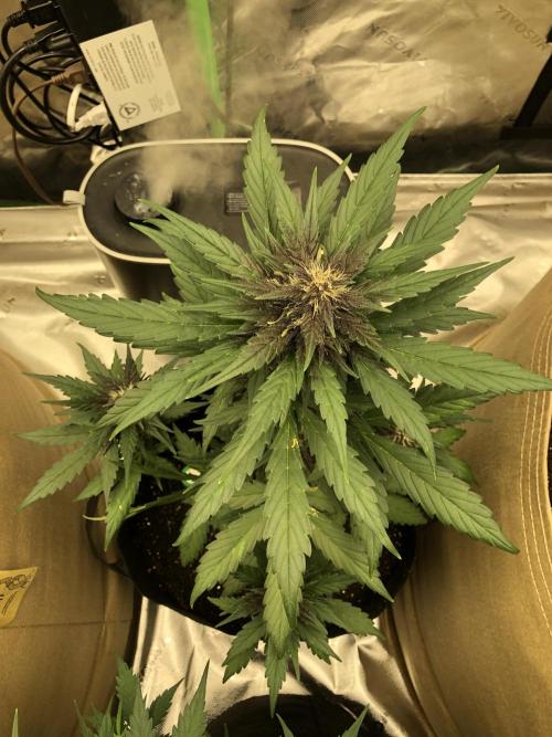 LSD-25 Auto Fast Buds Indoor Spring 26. Week 6