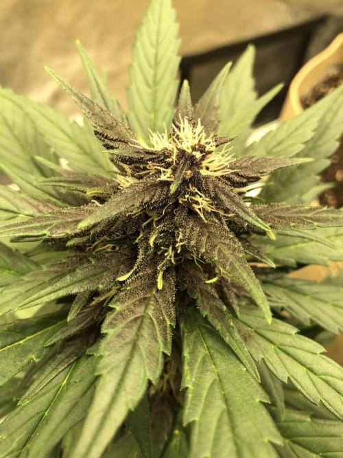 LSD-25 Auto Fast Buds Indoor Spring 26. Week 6