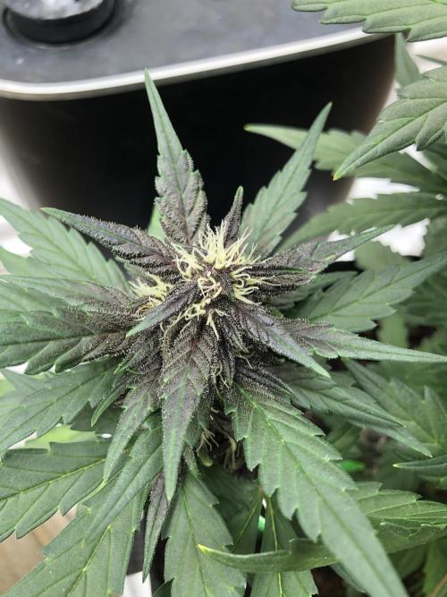 LSD-25 Auto Fast Buds Indoor Spring 26. Week 6