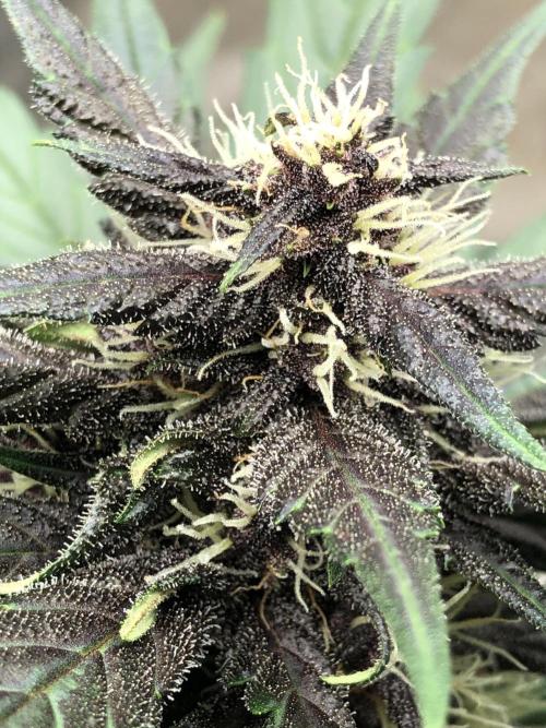 LSD-25 Auto Fast Buds Indoor Spring 26. Week 6