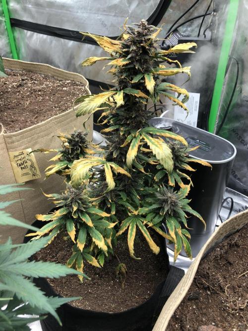 LSD-25 Auto Fast Buds Indoor Spring 26. Week 6