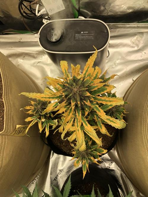LSD-25 Auto Fast Buds Indoor Spring 26. Week 6