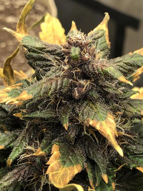 LSD-25 Auto Fast Buds Indoor Spring 26. Week 6