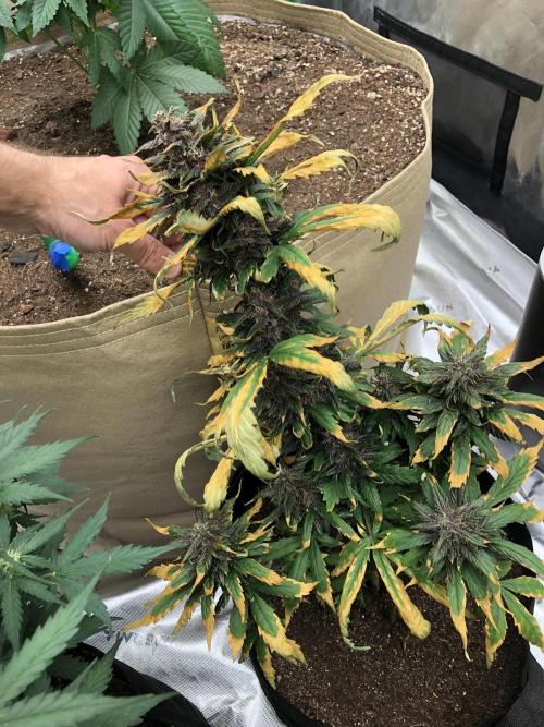 LSD-25 Auto Fast Buds Indoor Spring 26. Week 6