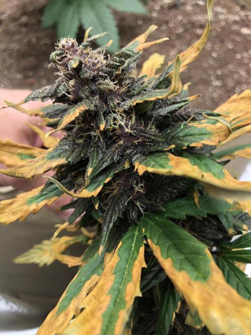LSD-25 Auto Fast Buds Indoor Spring 26. Week 6