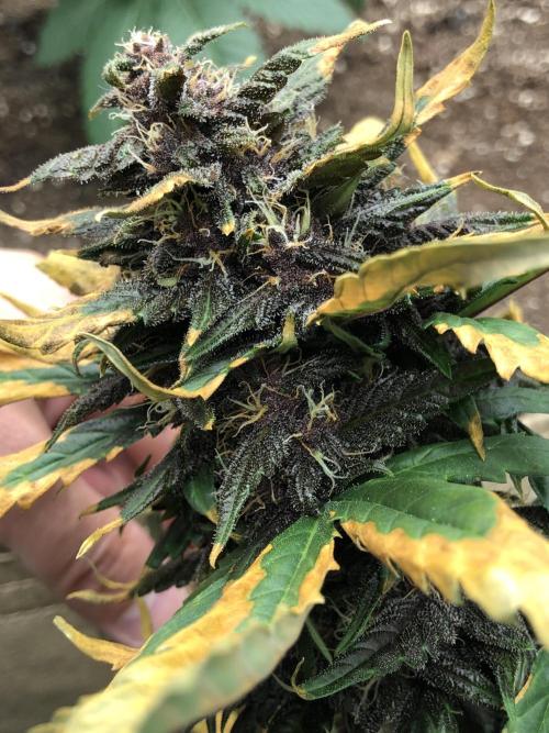 LSD-25 Auto Fast Buds Indoor Spring 26. Week 6