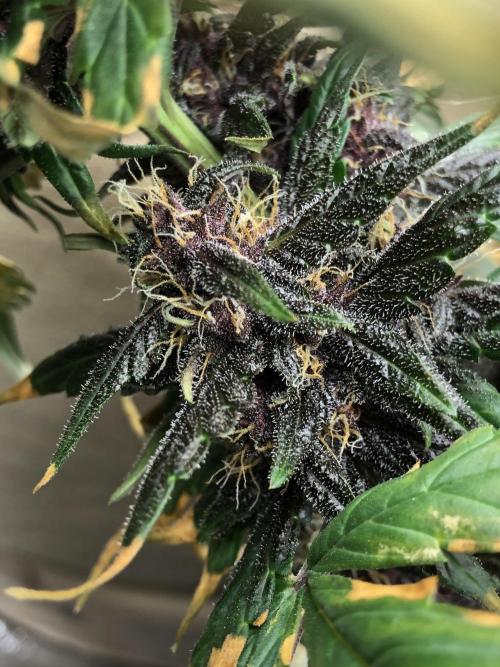 LSD-25 Auto Fast Buds Indoor Spring 26. Week 6