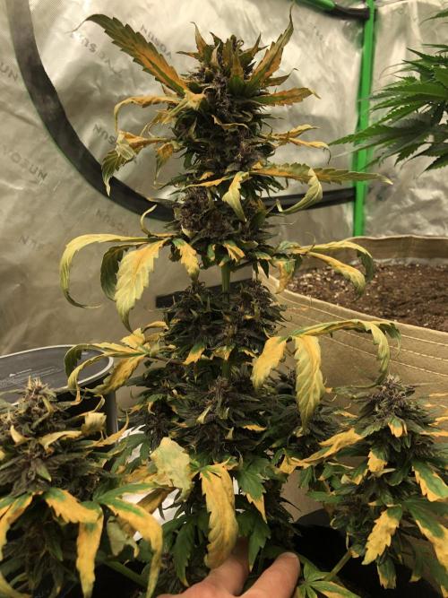 LSD-25 Auto. Week 6