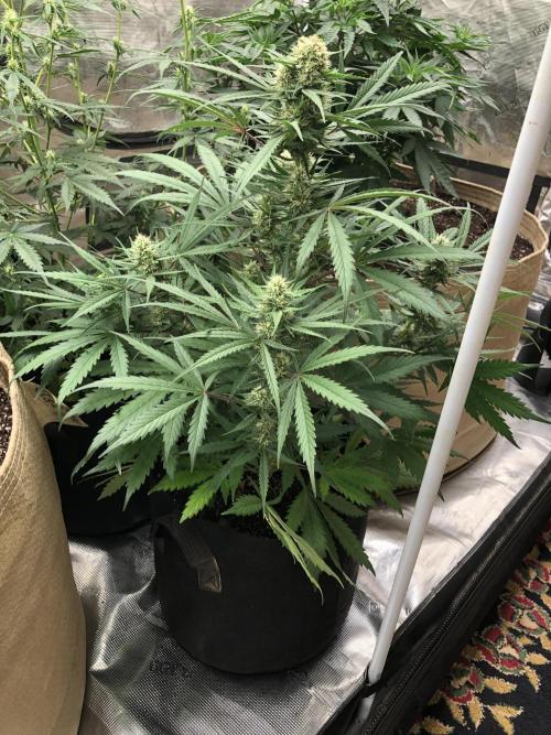 Auto Pablo Escobar Indoor Spring 26. Week 6