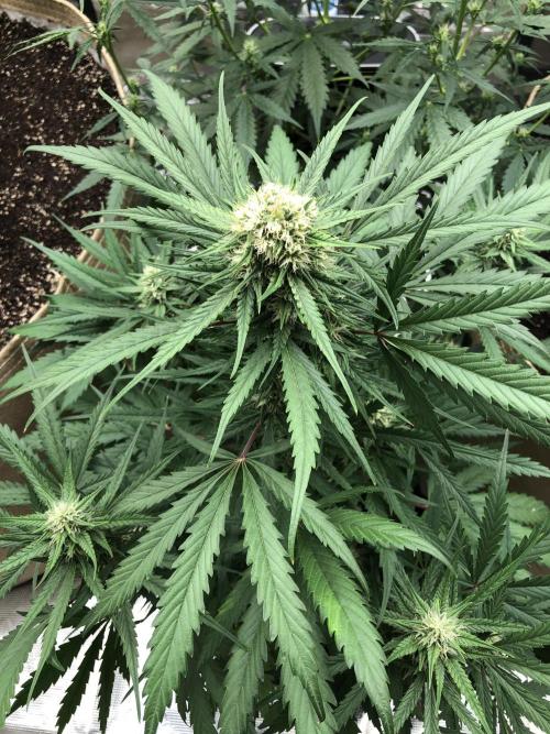 Auto Pablo Escobar Indoor Spring 26. Week 6