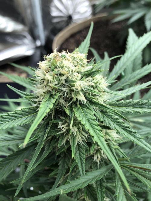 Auto Pablo Escobar Indoor Spring 26. Week 6
