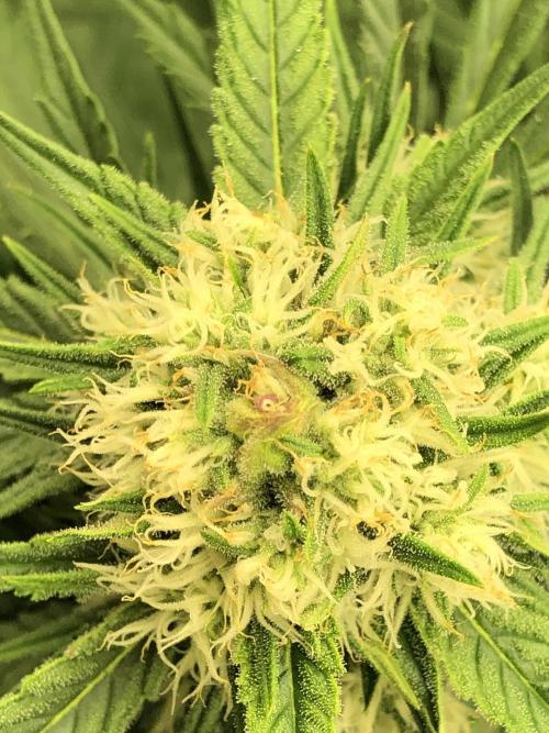 Auto Pablo Escobar Indoor Spring 26. Week 6