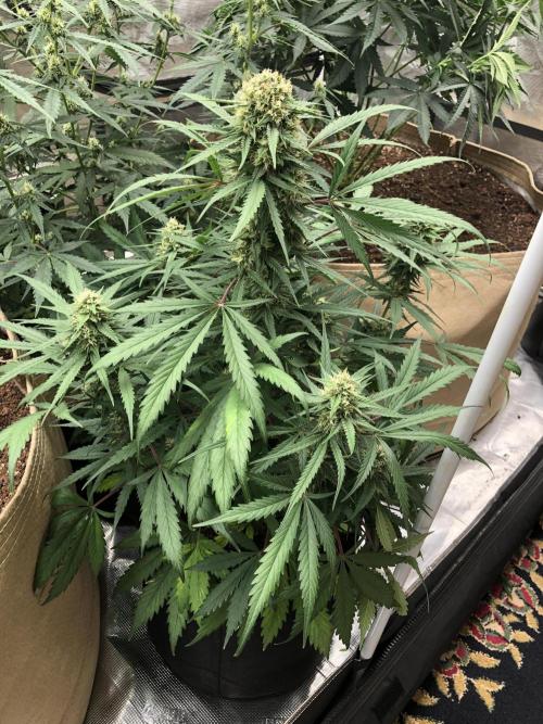 Auto Pablo Escobar Indoor Spring 26. Week 6